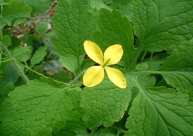 Chelidonium majus / Celidonia